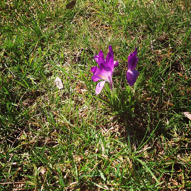 Spring in the Front Yard