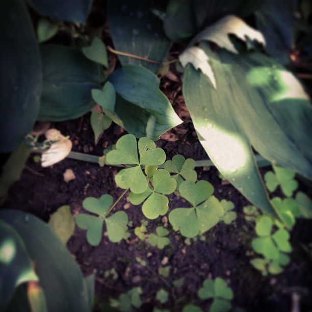 Huge clover