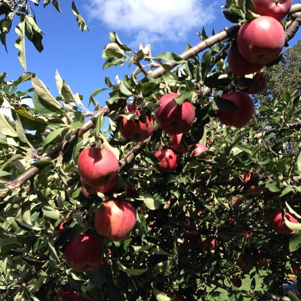 Perfect Apple Picking Day