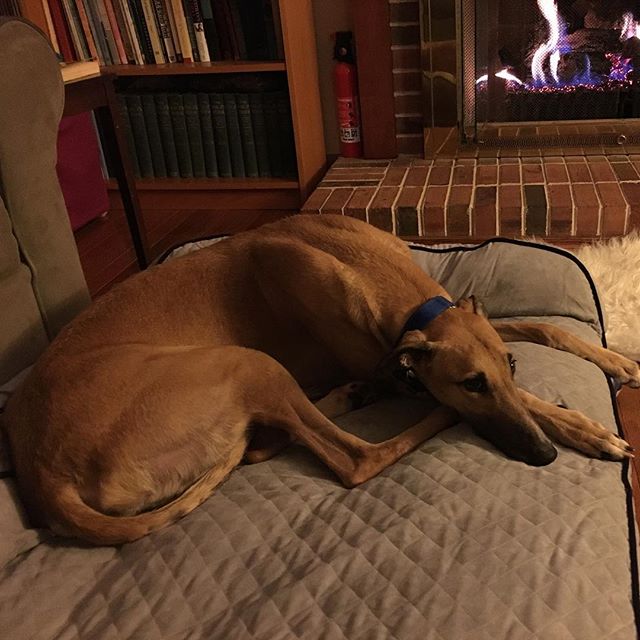 Jack Enjoying the Fireplace